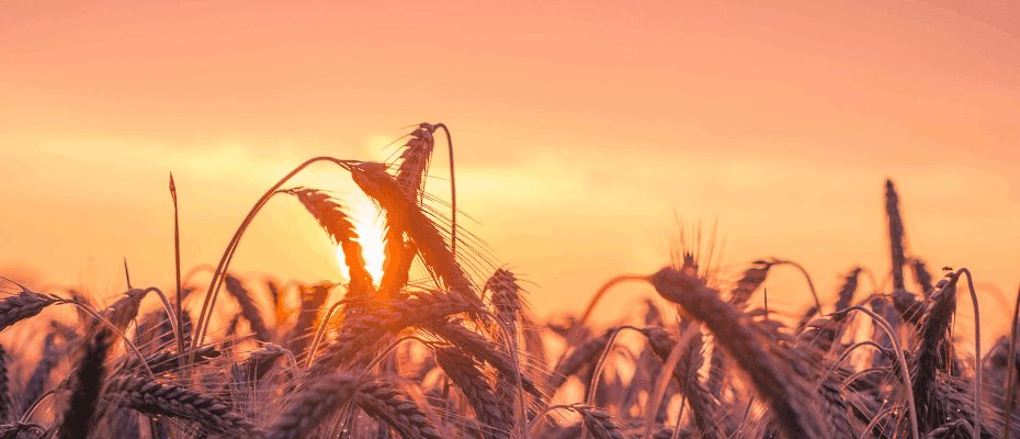 Champ de blé au soleil couchant