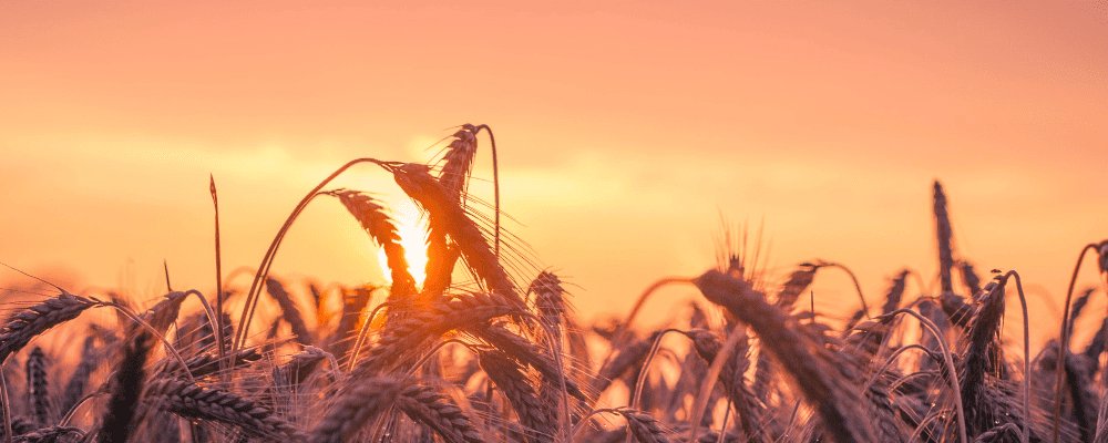 Champ de blé au soleil couchant