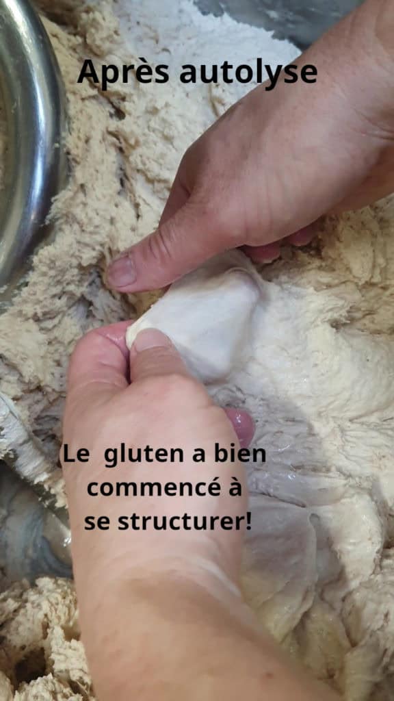 Pâte à pain après autolyse